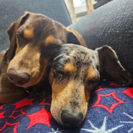 Dachshund and Golden Retriever All Grown Up from 50 shades of dachshund
