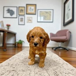 Sansa Stark - Red  female Goldendoodle puppy in Bells, Texas from Partridge Doodles and Poodles