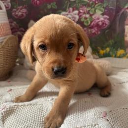Orange ribbon male - Yellow male Labrador Retriever puppy in Newmanstown, Pennsylvania from Retrievers of Millbach