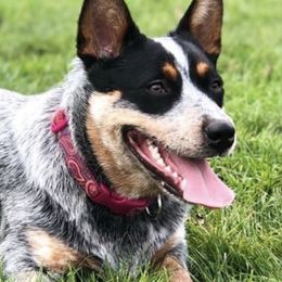 Australian Cattle Dogs from True Blue Australian Cattle Dogs