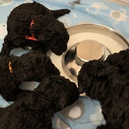 Kerry Blue Terrier Puppies from Watch Em’ Spar Kerry Blue Terriers