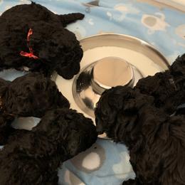 Kerry Blue Terrier Puppies from Watch Em’ Spar Kerry Blue Terriers