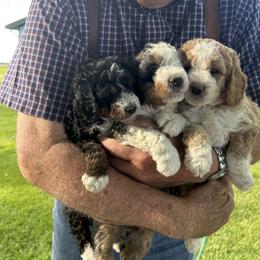 Blue collar Merle Boy - Blue merle male Bernedoodle puppy in Cody, Wyoming from Yellowstone Breeders