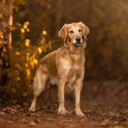 Gabriel - Golden Retriever