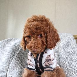 Stu Lou Who - Red  male Goldendoodle puppy in Warsaw, Ohio from Lovabledoodles