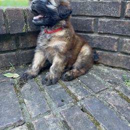Soft Coated Wheaten Terrier Puppies from Warzalas wheatens