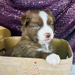 Boq - Red male Miniature American Shepherd puppy in Smithville, Arkansas from Cooper Creek Aussies
