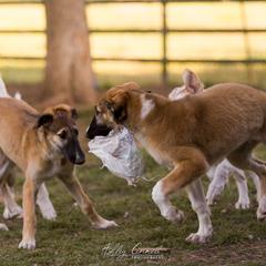Borzoi Puppies from Rezance Borzoi
