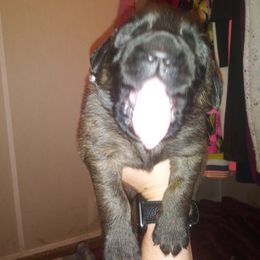 Mastiff Puppies from Storytime Mastiffs