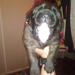Mastiff Puppies from Storytime Mastiffs