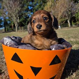 Bear - Red male Dachshund puppy in Yacolt, Washington from Cassiopeia Doxies