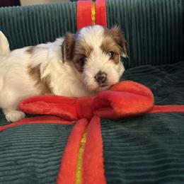 Trixie - Fawn sable female Havanese puppy in Hudson, New York from Havanese of Claverack and Hudson Valley Labradors