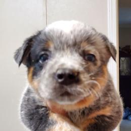 Half mask - Blue speckled male Australian Cattle Dog puppy in Lenoir, North Carolina from Blue Coyote Ranch