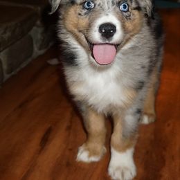 Australian Shepherd Puppies from Pole Canyon Australian Shepherds
