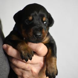 Arrow - Black and rust male Doberman Pinscher puppy in Overton, Texas from Obsidian Kennel