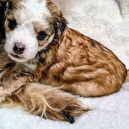 Teddy - White and chocolate male Chinese Crested puppy in Frederick, Maryland from Lovable Cresteds