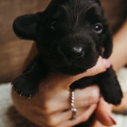 Dachshund Puppies from Doxiecru