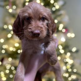 Paris (light Pink) - Red female Irish Doodle puppy in Surprise, Arizona from Huckleberry Doodles