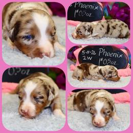 Phoenix - Red merle female Australian Shepherd puppy in Levelland, Texas from Once Upon a Time Aussies