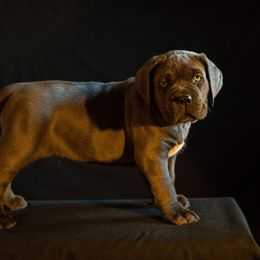 Cane Corso Puppies from RiverStone Gardens