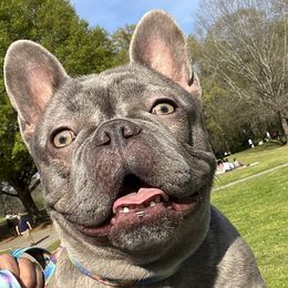 French Bulldogs from Cosofme Frenchies