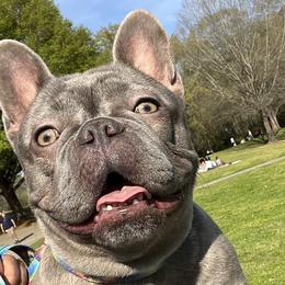 French Bulldogs from Cosofme Frenchies