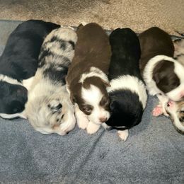 Miniature American Shepherds from BonDrew's Miniature American Shepherds