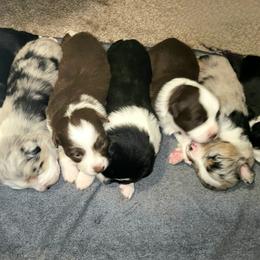 Miniature American Shepherds from BonDrew's Miniature American Shepherds