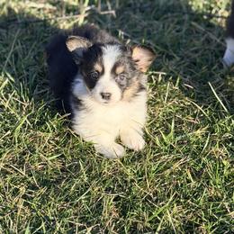 Red collar - Black and tan female Pembroke Welsh Corgi puppy in Monterey, Tennessee from Co-Pilot Corgis