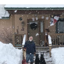 Giant Schnauzer Puppies from Giant Strides Giants