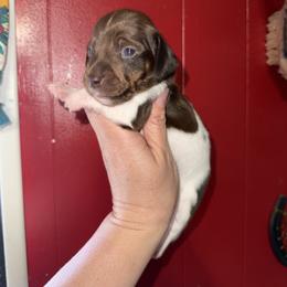 Poncho Villa - Piebald male Dachshund puppy in Deming, New Mexico from FoxieDoxies of New Mexico