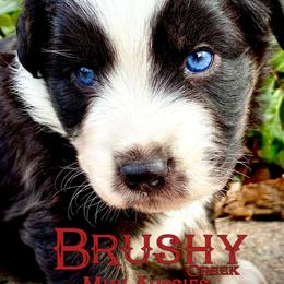 BRUSHY CREEKS RAMBLER - Black tri-color female Australian Shepherd puppy in Red Oak, Texas from Brushy Creek Aussies & Mini Aussies