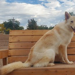 Opal - German Shepherd