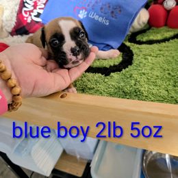 Blue Collar Boy - Fawn male Boxer puppy in Thonotosassa, Florida from Seufzer's Boxers