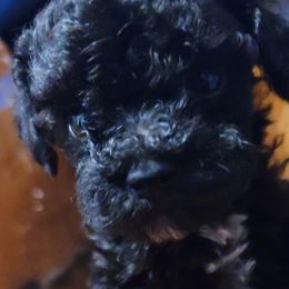 Poodles, Yorkipoos, and Yorkshire Terriers from Royal Paw's Pet Parlour