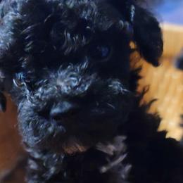 Poodles, Yorkipoos, and Yorkshire Terriers from Royal Paw's Pet Parlour
