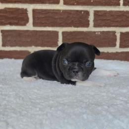 Boy 3 - Black and white male French Bulldog puppy in Gloster, Mississippi from Donna's French Bulldogs