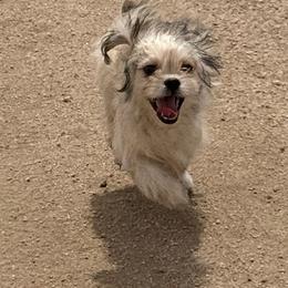 Cy - Fawn male Companion Cross puppy in Calhan, Colorado from Millennium Falcon Kennels