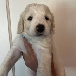 Teal Collar - White female Pyredoodle puppy in Sand Springs, Oklahoma from Kiki’s Farm