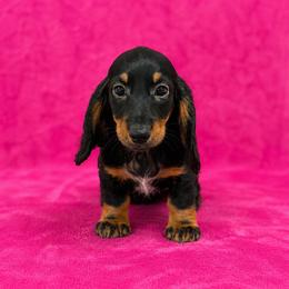 Becca - Black and tan female Dachshund puppy in Lincoln, Arkansas from Red Dirt Dachshunds