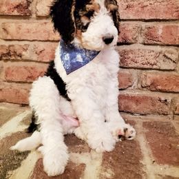 Bernedoodle Puppies from Speedwell Forge Doodles