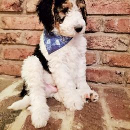 Bernedoodle Puppies from Speedwell Forge Doodles