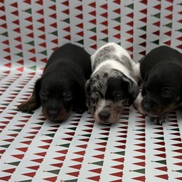 Elf - Black and tan male Dachshund puppy in Porterville, California from Desert Dynasty