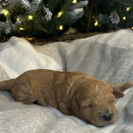 Ginger (Purple Collar) - Red female Cavapoo puppy in Austin, Texas from Lucy Lou’s Cavapoos