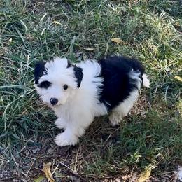 Fables puff girl - White and black female Chinese Crested puppy in Rockvale, Tennessee from Cosmic Chinese Cresteds & Wind-Echo Poodles