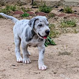 Hardy - Merle male Great Dane puppy in Turon, Kansas from RCM Great Danes