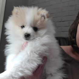 Pomeranian Puppies from Merri's Pom's