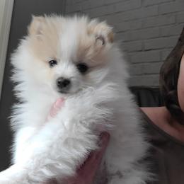 Pomeranian Puppies from Merri's Pom's