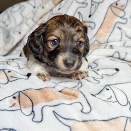Shaggy - Piebald male Dachshund puppy in Hornbeck, Louisiana from A&Z Mini Dachshunds