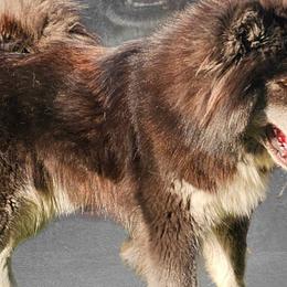 Whiskey - Siberian Husky